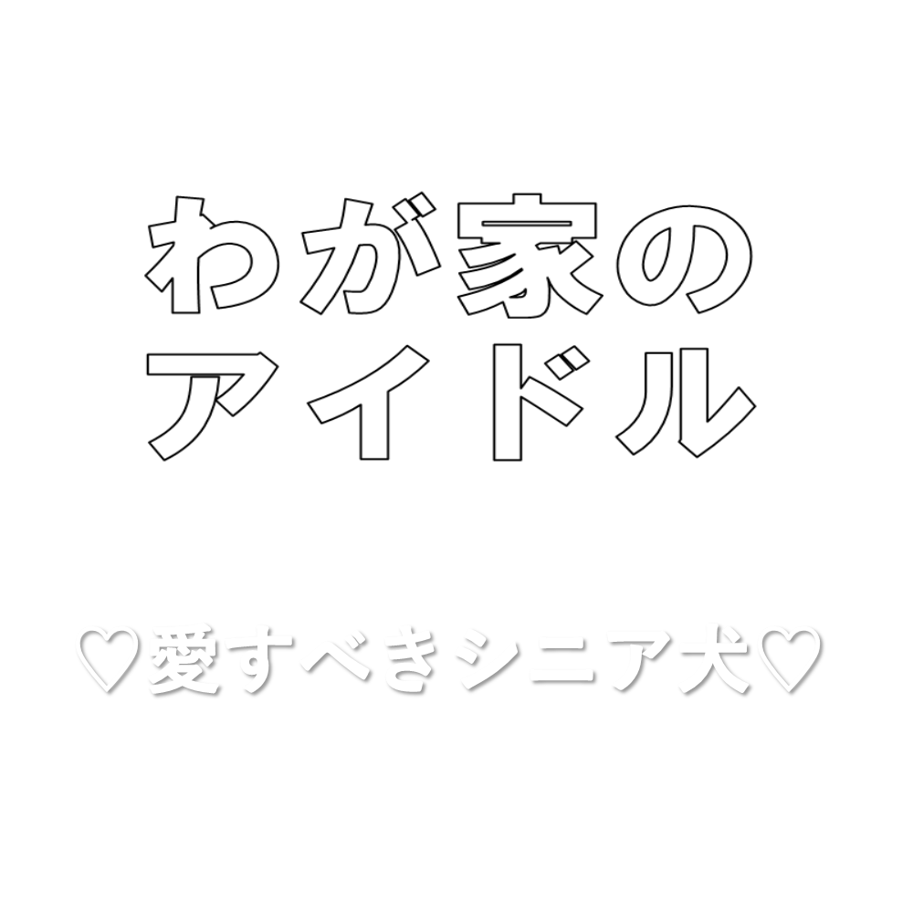 わが家のアイドル愛すべきシニア犬